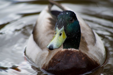 Duck