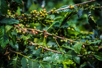Coffee grains on a branch 