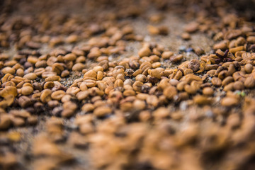 bunch of coffee grains, in Colombia