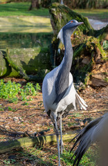Paradise crane 