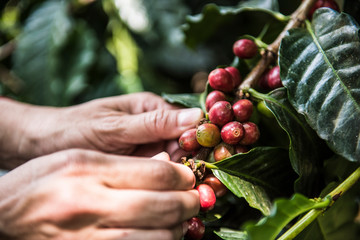 woman picking coffee grains