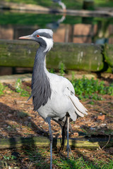 Portrait of a blue or paradise crane 