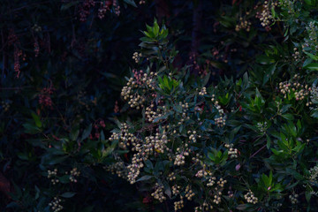 Obraz premium A tree with deep green leaves and flowers