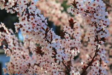 Ben arrivata primavera: fioritura di un albero di Prunus, delicati fiori bianchi appena sbocciati