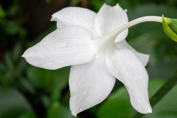 Fototapeta na wymiar elegant white flower background