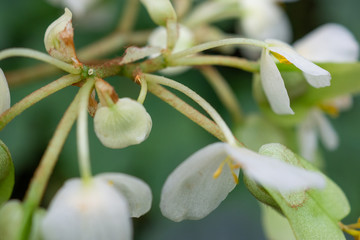 Obraz premium close up of tropical begonia flowers 