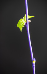 nature background purple stem with leaves and buds 