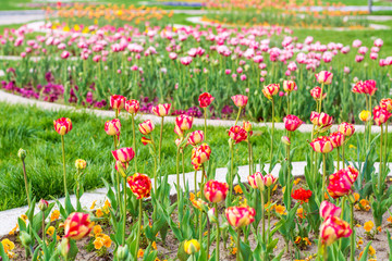 Beautiful Colorful Tulips Field  in a Spring Blooming  Garden