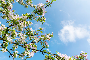 Spring Cherry Blossoms on a Blue Sky Background