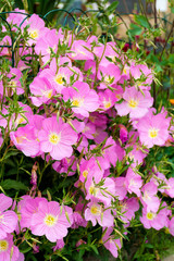 Blooming Pink Evening Primrose Flowers
