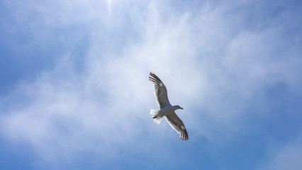 Seagull with open wings flying on a clear summer sky