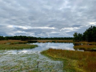 Swamp reflection, ⁨Główczyce⁩, ⁨Pomeranian⁩, ⁨Poland⁩