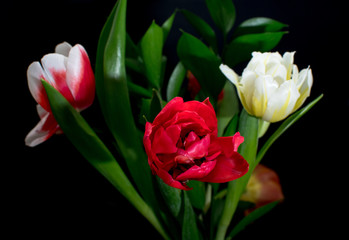 Bouquet of tulips with a black background