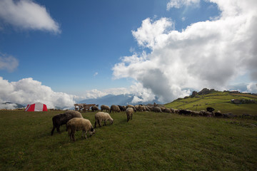 sheep herd grazing on the plateau
