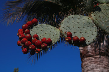 fruits de figuier de barbarie au maroc