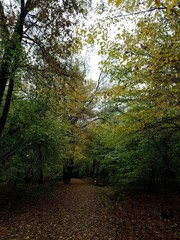 beautiful September forest autumn in the old Park