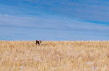 A Lone Cow Grazing in a Field