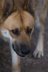 Close up portrait of face of a big dog looking away with blur background effect.
