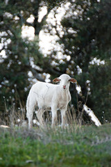 Beautiful little lamb looking at camera from a green meadow. Copy space top. © Kemedo