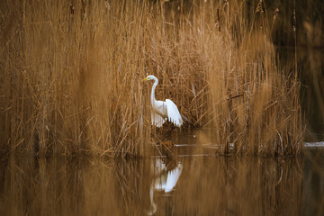 The great egret - Ardea alba in the swamp