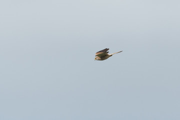 Turmfalke