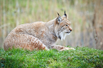 Luchs sitzt auf einer Wiese