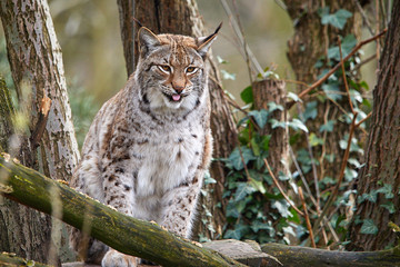 Luchs im Wald