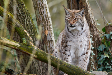 Luchs im Wald