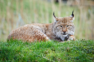 Luchs liegt auf einer Wiese