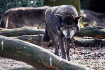 Schwarzer Timberwolf mit Beute im Maul