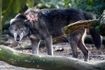 Verletzter Timberwolf