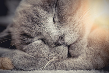 Close up head of a sleeping british kitten with eyes closed