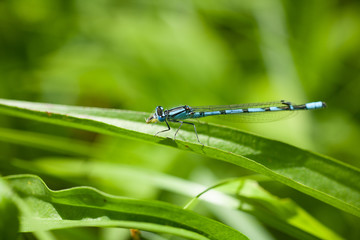 Enallagma cyathigerum, dragonfly in the wild nature. Common blue damselfly sitting on a grass on sunny summer morning. Estonia, Europe