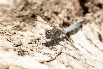 Dragonfly in the wild nature, resting on tree bark on sunny summer morning. Estonia, Europe