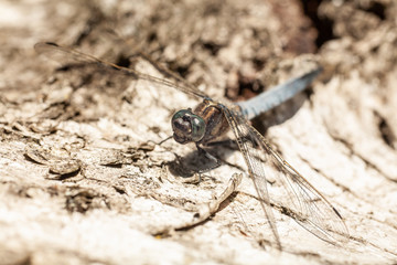 Dragonfly in the wild nature, resting on tree bark on sunny summer morning. Estonia, Europe