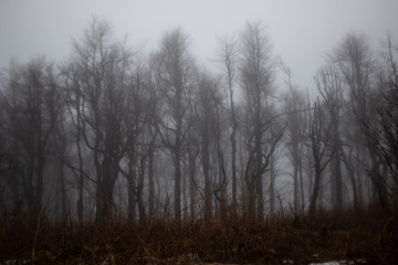 Gruseliger Wald in Nebel gehüllt
