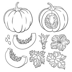Vector botanical set with isolated  pumpkins, flowers and leaves.