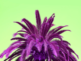 Pop Art Surreal Style Vibrant Magenta Palm Tree on Lime Green Background	