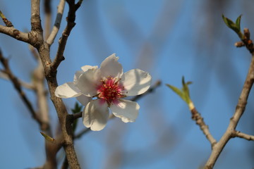 blume