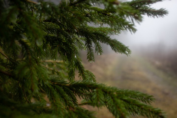 Morgentau auf einem Zweig eines Nadelbaumes