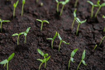 Small plants planting, the seedling trays for agricultural plants. Spring planting. Early seedlings grown from seeds in boxes at home on the windowsill.