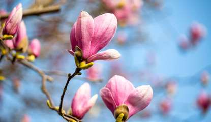 Naklejka na ściany i meble Pink magnolia flowers on tree in spring season with blue sky background