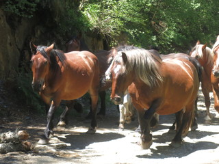 caballos pirineo aragonés