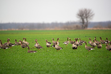 Greater White-fronted goose - Anser albifrons frontalis in the spring sowing