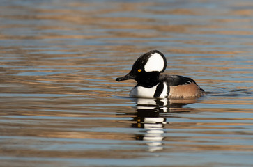 A Beautiful Hooded Merganser Swimming on a Lake