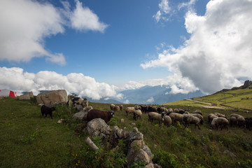 Fototapeta na wymiar herd of goats and sheep grazing in the magnificent landscape on the plateau