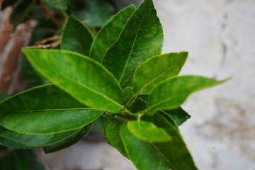 green leaves of a tree