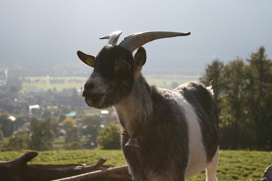 Cabra suiza