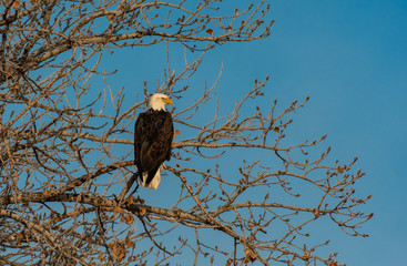 An Adult Bald Eagle Eating Perched in a Tree