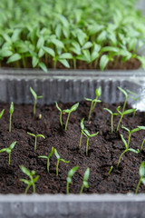 Small plants planting, the seedling trays for agricultural plants. Spring planting. Early seedlings grown from seeds in boxes at home on the windowsill.